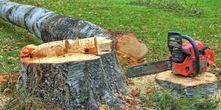 Best Firewood Processing and Delivery  in Warren, PA