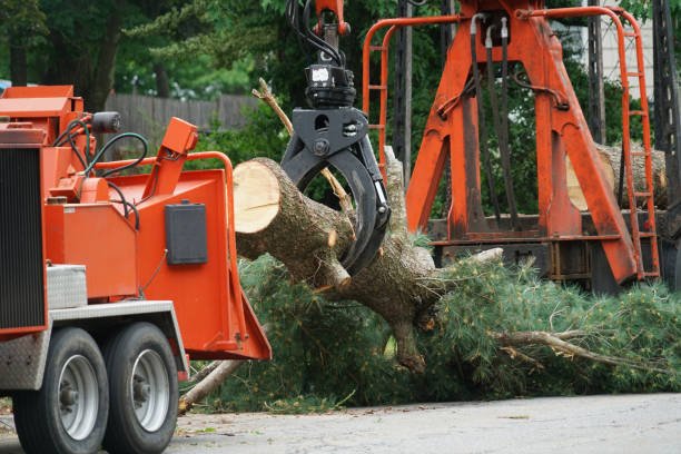 How Our Tree Care Process Works  in  Warren, PA