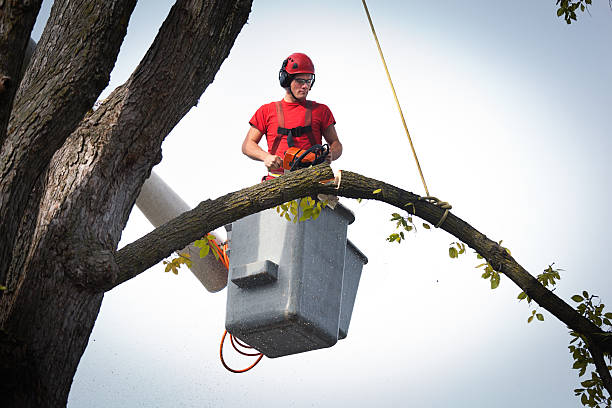 Best Root Management and Removal  in Warren, PA